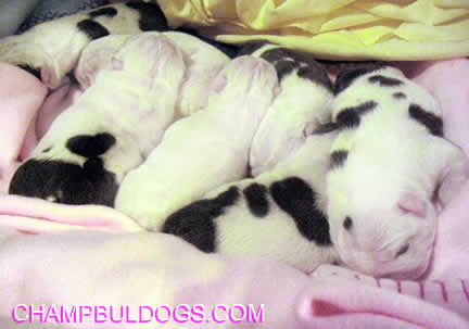 Bulldogs